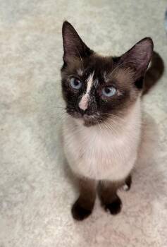 Rescue Siamese Cats for Adoption in Springfield, Oregon - Arwen | PetCurious
