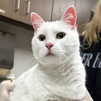 Domestic Short Hair Cats Available for Adoption - Thor | PetCurious