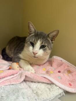 Domestic Short Hair Cats Available for Adoption in King William, Virginia - Frisky | PetCurious