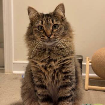 Rescue Domestic Long Hair Cats for Adoption in Ashland, Virginia - Sally | PetCurious