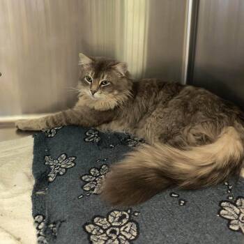 Domestic Long Hair Cats Available for Adoption in Weaverville, California - Aslan | PetCurious