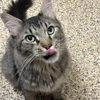 Gengar -  Domestic Medium Hair Cat for Adoption in Tempe, Arizona - Gengar | PetCurious