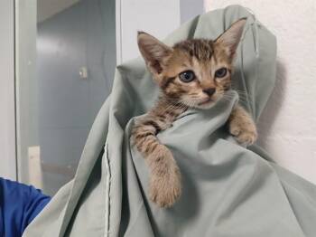 A2477453 -  Domestic Short Hair Cat for Adoption in Fort Lauderdale, Florida - A2477453 | PetCurious