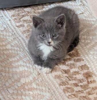 Domestic Medium Hair Cats Available for Adoption in North Babylon, New York - Pancake | PetCurious