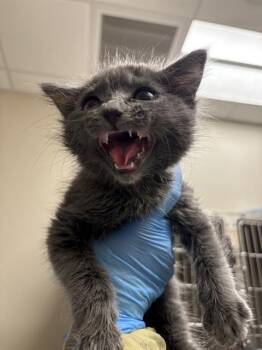 MOOOSE -  Domestic Medium Hair Cat for Adoption in Las Vegas, Nevada - MOOOSE | PetCurious