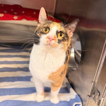 Daniella -  Domestic Short Hair Cat for Adoption in Indianapolis, Indiana - Daniella | PetCurious