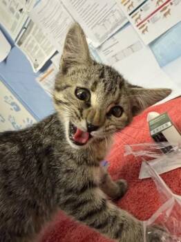 Popstar -  Domestic Short Hair Cat for Adoption in Roseville, California - Popstar | PetCurious