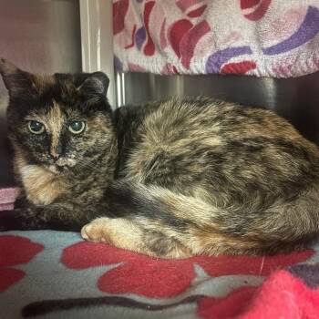 Lepidolite -  Domestic Short Hair Cat for Adoption in Walker, Michigan - Lepidolite | PetCurious