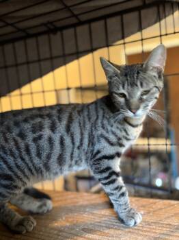 Domestic Short Hair Cats Available for Adoption - Winston | PetCurious