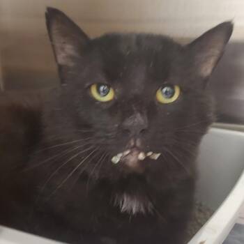 Pasta -  Domestic Short Hair Cat for Adoption - Pasta | PetCurious