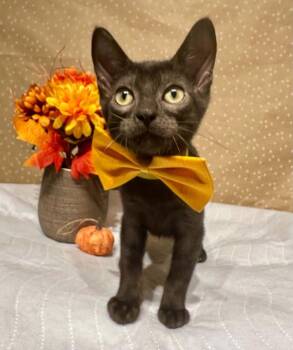 Deputy -  Domestic Short Hair Cat for Adoption in Groveland, Massachusetts - Deputy | PetCurious