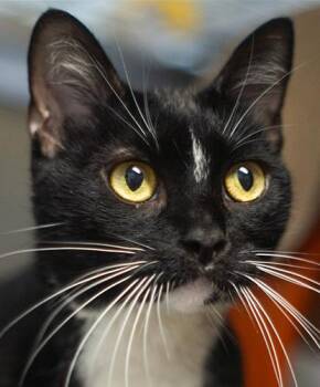 Purrl -  Domestic Short Hair Cat for Adoption in Encinitas, California - Purrl | PetCurious