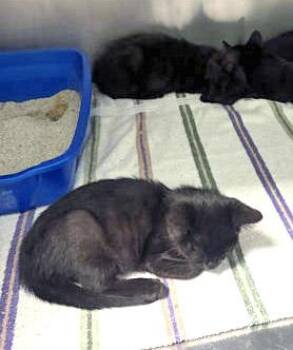 Potato -  Domestic Short Hair Cat for Adoption in Fishers, Indiana - Potato | PetCurious