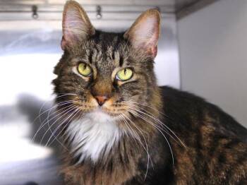 Domestic Medium Hair Cats Available for Adoption in Tallahassee, Florida - SHENZI | PetCurious