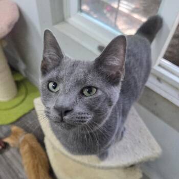 Domestic Short Hair Cats Available for Adoption - Cobain | PetCurious