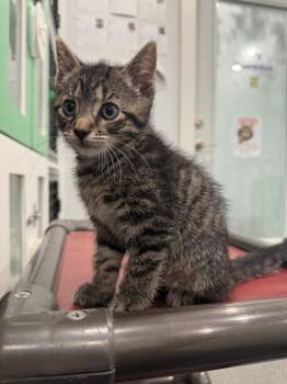 May -  Domestic Short Hair Cat for Adoption in Lunenburg, Vermont - May | PetCurious
