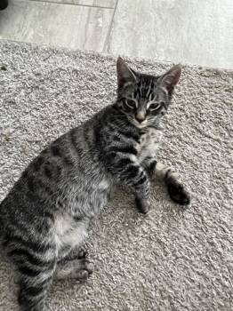 Eagles: New Kit in Town -  Exotic Shorthair Cat for Adoption - Eagles: New Kit In Town | PetCurious