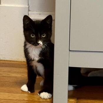 Ivy -  Domestic Short Hair Cat for Adoption in Brockton, Massachusetts - Ivy | PetCurious