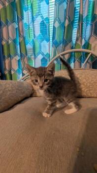 Pinto Bean -  Domestic Short Hair Cat for Adoption in North Brunswick Township, New Jersey - Pinto Bean | PetCurious
