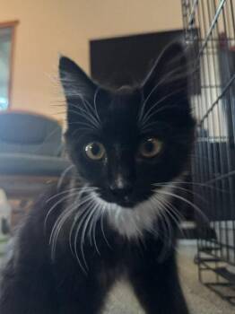 *LOU -  Domestic Medium Hair Cat for Adoption in Woodland, California - *LOU | PetCurious