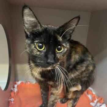 Tortellini -  Domestic Short Hair Cat for Adoption in Sarasota, Florida - Tortellini | PetCurious