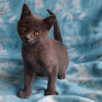 Domestic Short Hair Cats Available for Adoption in Eureka, California - Gimli | PetCurious