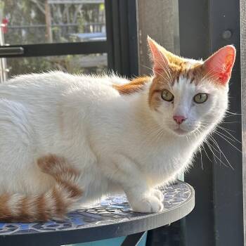 Domestic Short Hair Cats Available for Adoption - Jimmy | PetCurious