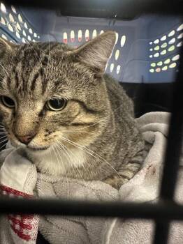 Rescue Domestic Short Hair Cats for Adoption in Rancho Cucamonga, California - UNKNOWN | PetCurious