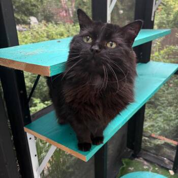 Fiona -  Domestic Long Hair Cat for Adoption in Lexington, Kentucky - Fiona | PetCurious