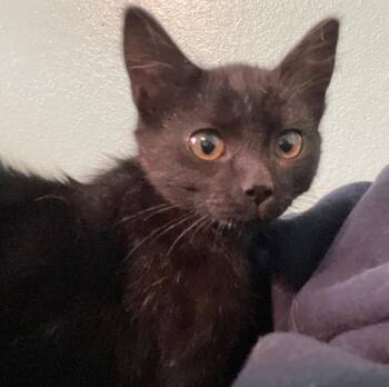 Batty -  Domestic Short Hair Cat for Adoption in Thayne, Wyoming - Batty | PetCurious
