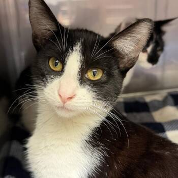 Aiden -  Domestic Short Hair Cat for Adoption in Oakland, California - Aiden | PetCurious