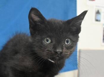 Jerry -  Domestic Short Hair Cat for Adoption in Portland, Oregon - Jerry | PetCurious