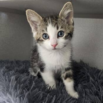 Rajha -  Domestic Short Hair Cat for Adoption in Priest River, Idaho - Rajha | PetCurious