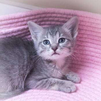 Domestic Short Hair and Russian Blue Cats Available for Adoption in St. Augustine, Florida - Allegra | PetCurious