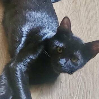 Rescue Domestic Short Hair Cats for Adoption in Sacramento, California - Shani N. | PetCurious