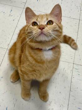 Hush -  Domestic Short Hair Cat Available for Adoption in Effingham, Illinois - Hush | PetCurious