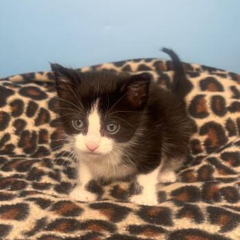 Blackberry -  Domestic Short Hair Cat Available for Adoption in San Antonio, Texas - Blackberry | PetCurious