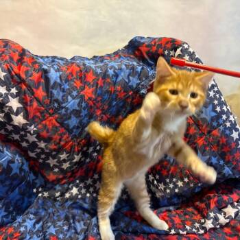 Grover -  Domestic Short Hair Cat for Adoption in Fredericksburg, Virginia - Grover | PetCurious
