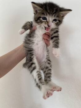 Domestic Short Hair Cats Available for Adoption in Crookston, Minnesota - Kitten ABC | PetCurious