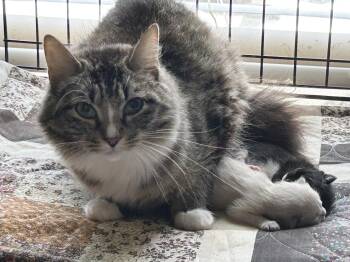 Rescue Tabby Cats for Adoption in Lampasas, Texas - Sofia | PetCurious
