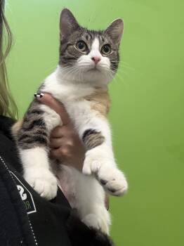 Domestic Short Hair Cats Available for Adoption - Litchi | PetCurious