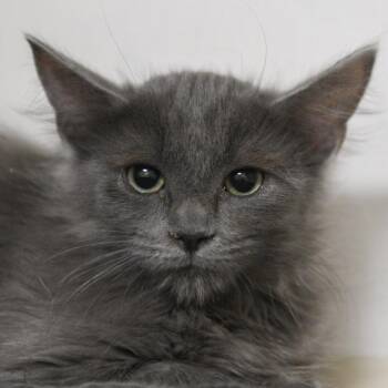 Gretel -  Domestic Medium Hair Cat for Adoption in Redwood City, California - Gretel | PetCurious