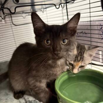 Henry -  Domestic Short Hair Cat for Adoption in Hampton Bays, New York - Henry | PetCurious