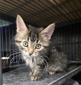 Snow White -  Tabby Cat for Adoption in Hamilton, Ontario - Snow White | PetCurious