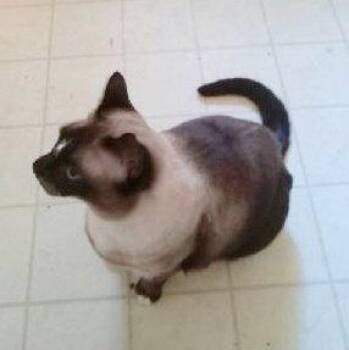 SAMMY #2060 - Offered by Owner - Siamese Mix -  Siamese and Domestic Short Hair Cat for Adoption in Hillsboro, Oregon - SAMMY #2060 - Offered By Owner - Siamese Mix | PetCurious