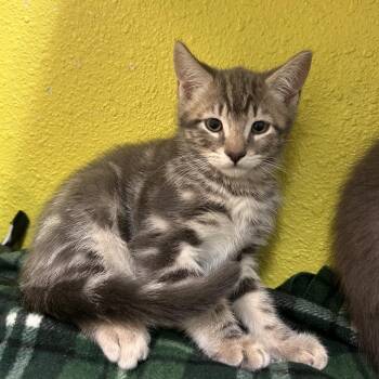 Domestic Short Hair Cats Available for Adoption in Fresno, California - Greyson | PetCurious