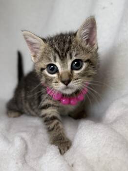 Domestic Short Hair and Tabby Cats Available for Adoption in Greensboro, North Carolina - Darla | PetCurious