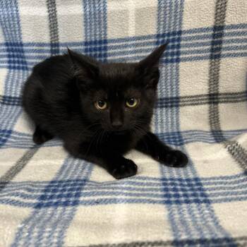 Carmine -  Domestic Short Hair Cat for Adoption in Redwood City, California - Carmine | PetCurious