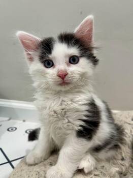 Rum Tum Tugger -  Domestic Medium Hair Cat for Adoption in Alexandria, Virginia - Rum Tum Tugger | PetCurious