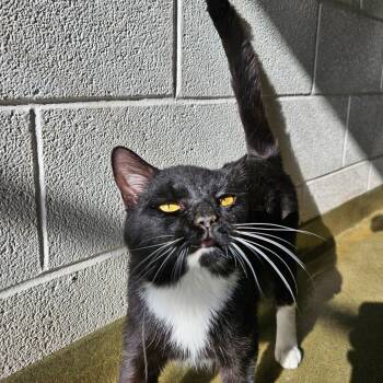 Rescue Domestic Short Hair Cats for Adoption in Harrisonburg, Virginia - Galactus | PetCurious